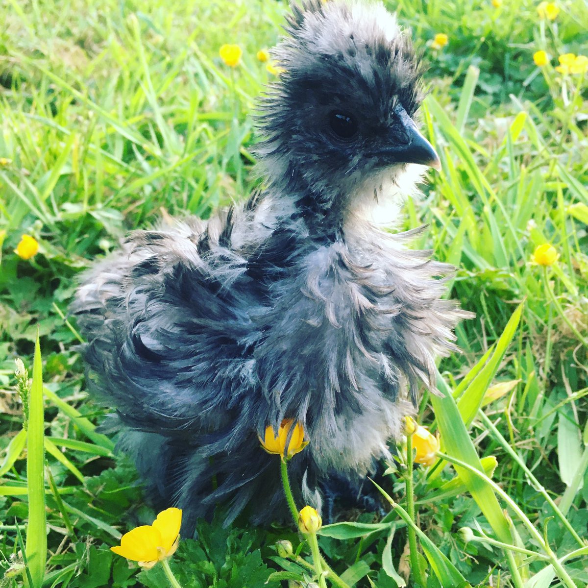 They grow soo fast! 
Geoffrey is becoming quite the Sizzle! 
😍😍😍 
.
.
.
.
#geofrey #sizzlechick #gardenchickens #petfectpets #pipinchickpoultry
