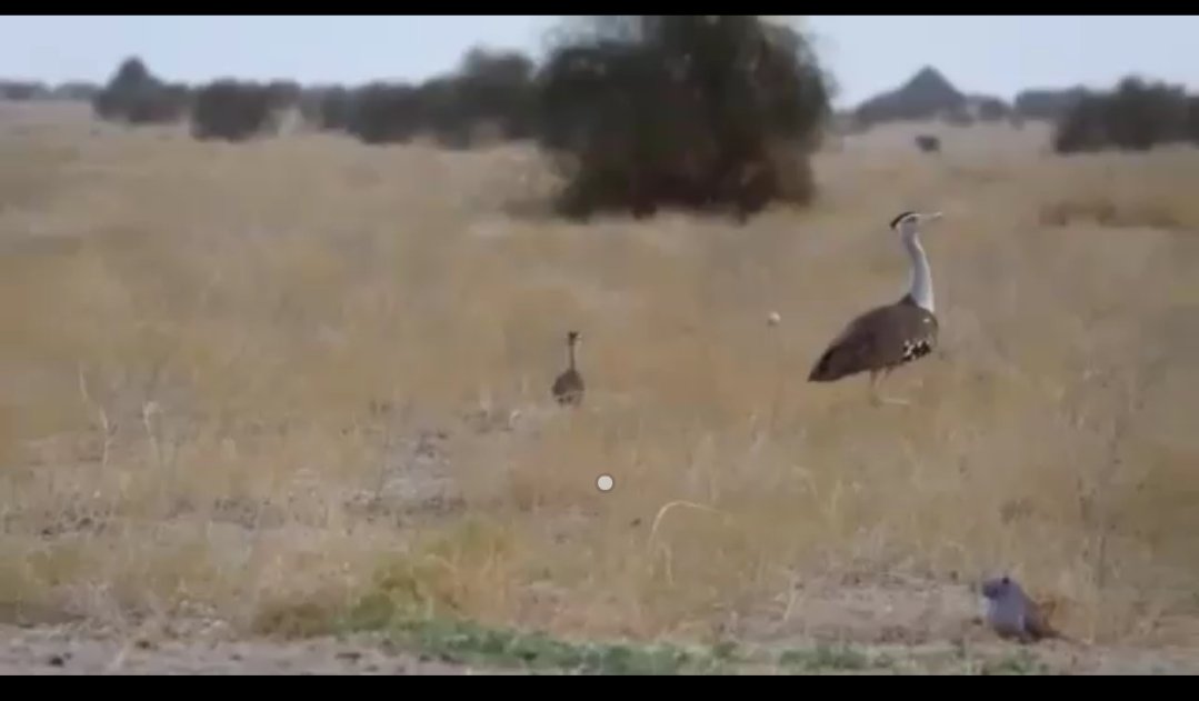 AjayUgrasTOI's tweet photo. Majestic, #GreatIndianBustard #GIB was sighted today at Sudasri region in #jaisalmer district, the sanctum sanctorum of the #DesertNationalPark. #Godavan #Rajasthan . https://t.co/dFlFsnQbfF