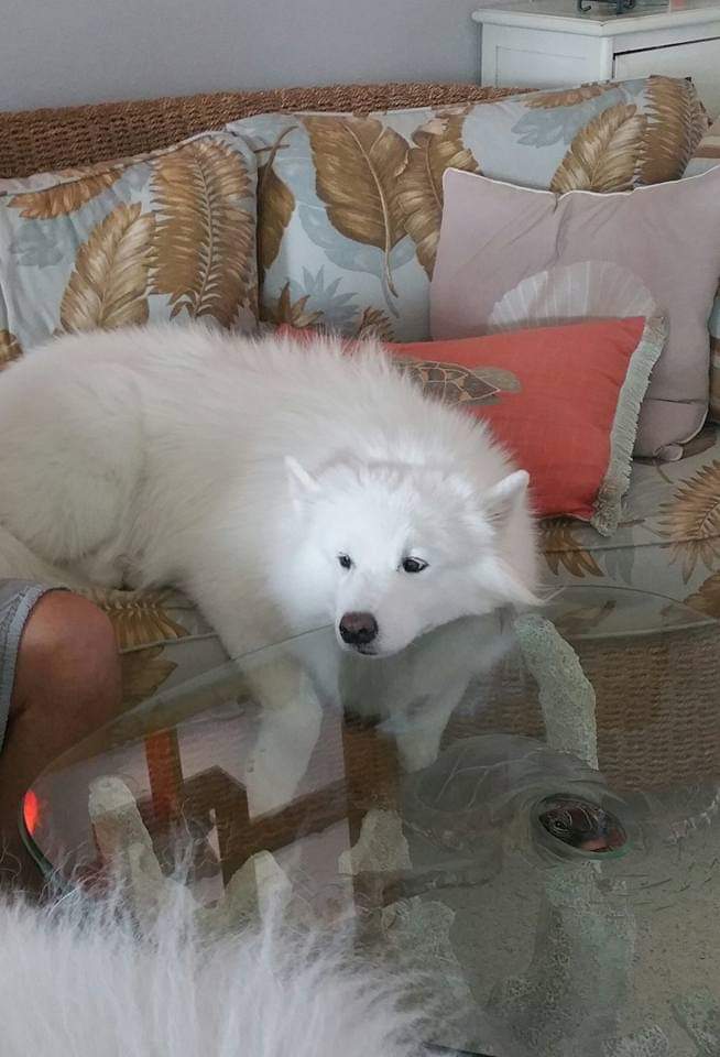 SurfSideSams's tweet photo. @falklandsx When my dog pretends she's table decor. #howisthiscomfortable https://t.co/jzi14Sh4wI