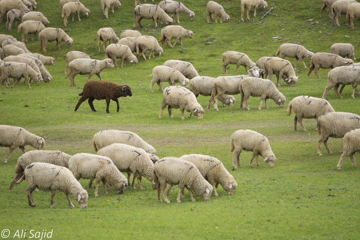 There's always one amongst us😂

Location: Somewhere in the ranges of Pirpanjal mountains.

#blacksheep #pirpanjal #kashmir #onlyinkashmir #meadow #kashmir