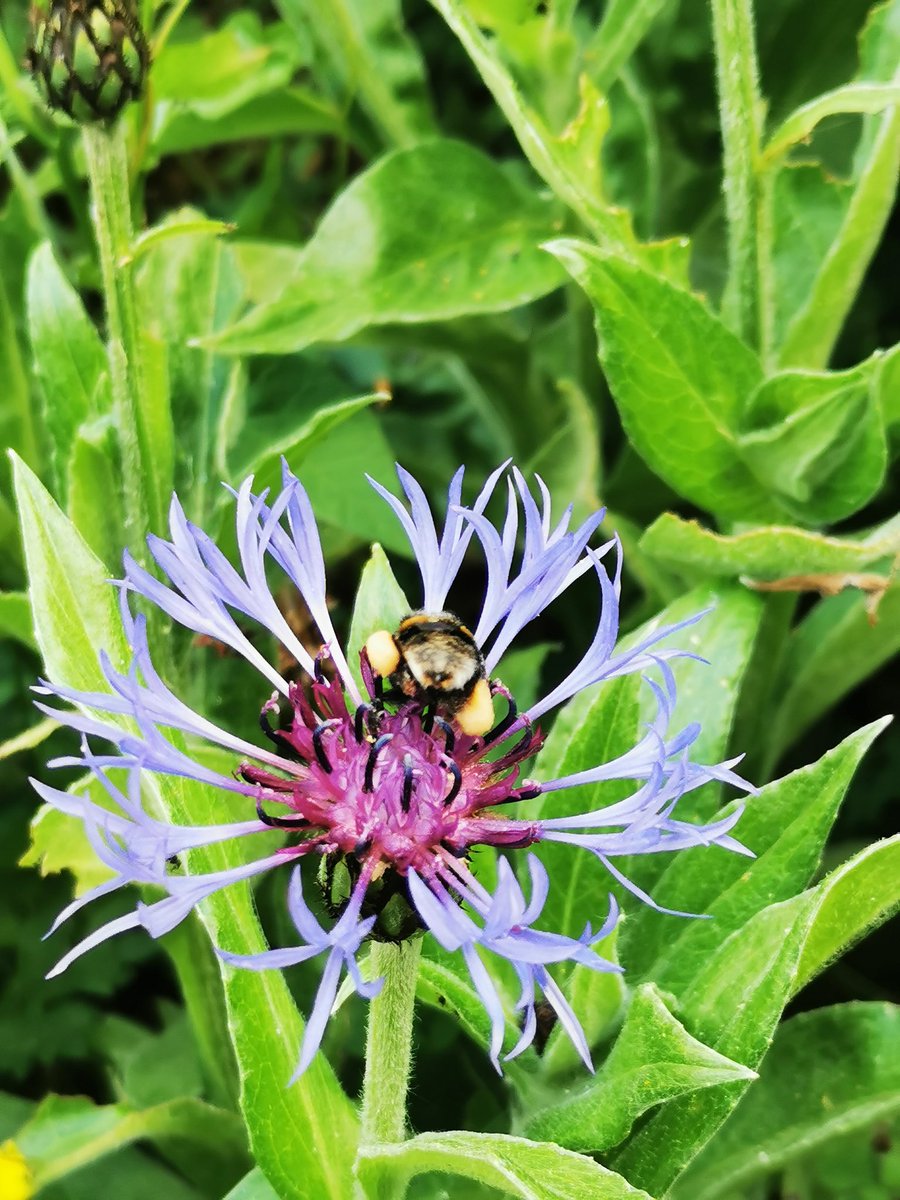 glisten2022's tweet photo. Found this little beauty yesterday..with her pollen baskets on her hind legs looking full to the brim..
#bees #PollenBaskets
#Corbiculae #savethebees
#nectar #pollen https://t.co/zli7R9RIse