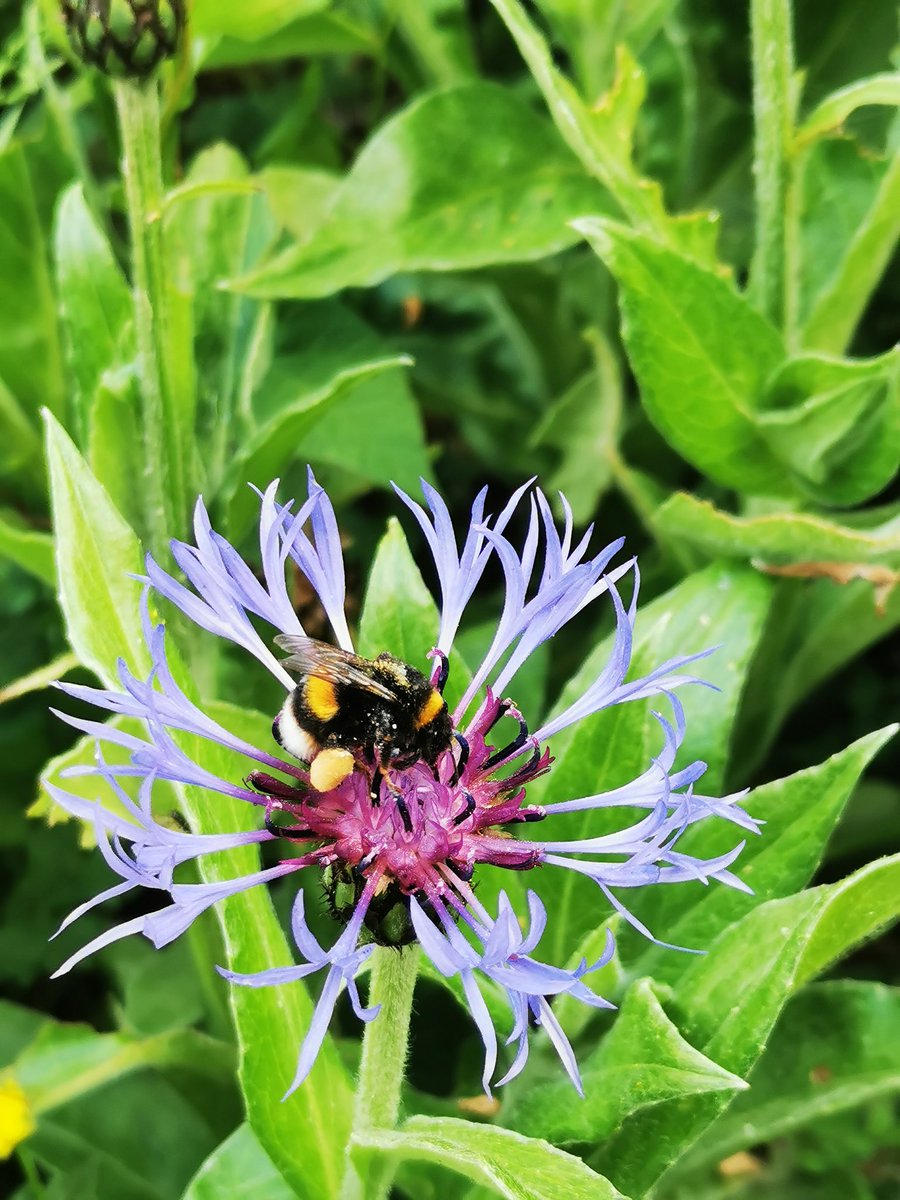 glisten2022's tweet photo. Found this little beauty yesterday..with her pollen baskets on her hind legs looking full to the brim..
#bees #PollenBaskets
#Corbiculae #savethebees
#nectar #pollen https://t.co/zli7R9RIse