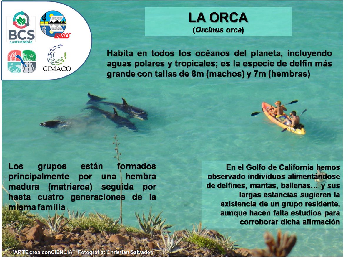 UABCSoficial's tweet photo. #FaUnABCS Como parte de la #SemanaDeLaBiodiversidad, te invitamos a conocer un poco más acerca de la #Orca.
(foto tomada en la playa El Tecolote, #BCS) https://t.co/9y6H9qDQfC