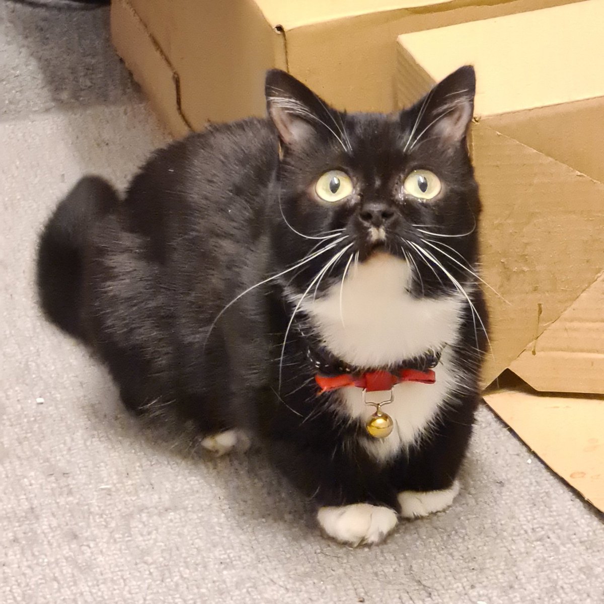 SmolHolly's tweet photo. 20/05/2020
o.o
#catsofinstagram 
Taking a page out of @CuriousZelda 's book https://t.co/aCNhMhqwV5