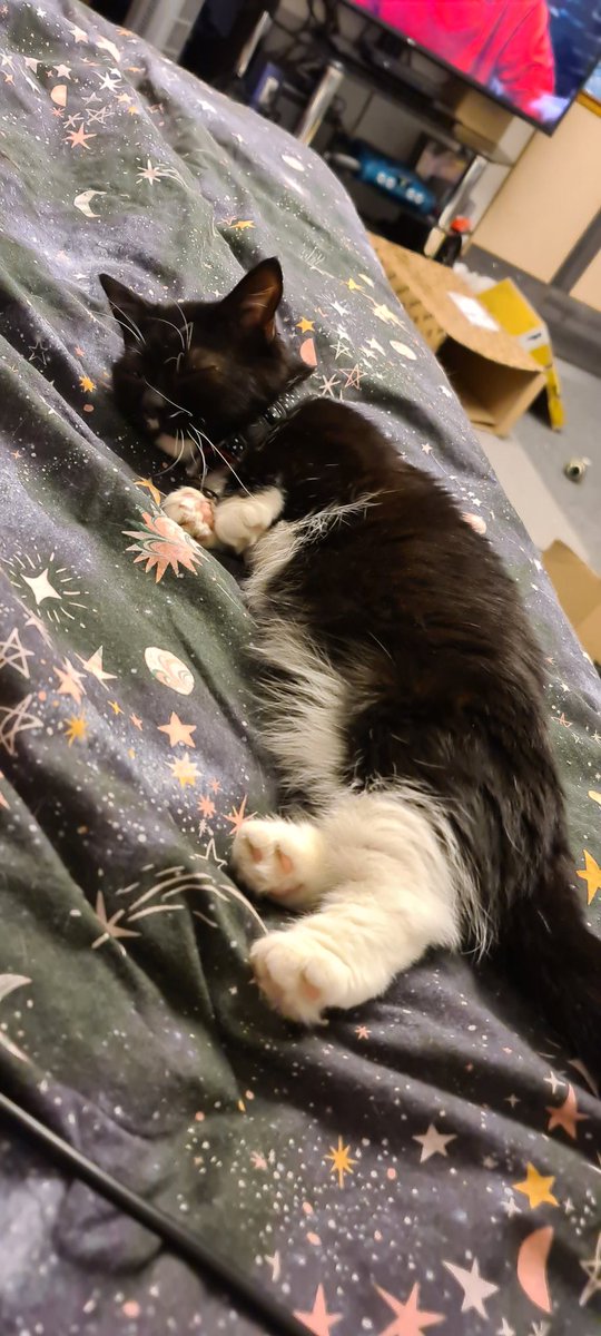 SmolHolly's tweet photo. 20/05/2020
Nice snuggles 🥰 https://t.co/dcFPoiuP0H