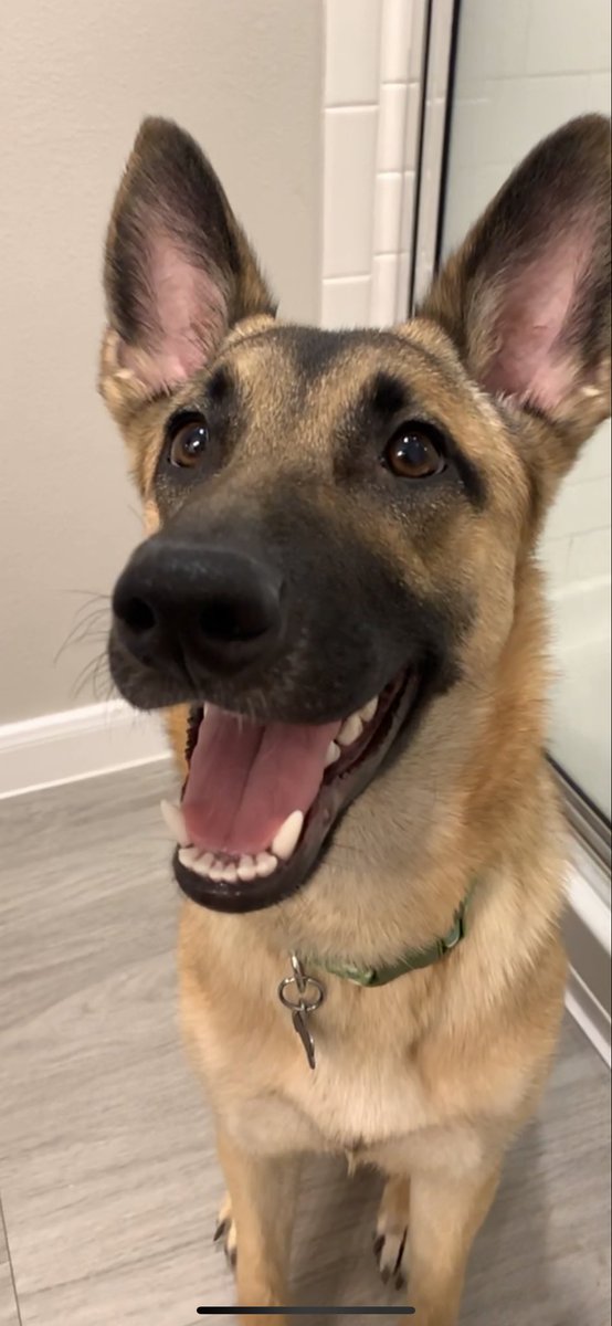 JTodd1994's tweet photo. My dog is better than yours https://t.co/ls5CgjQ30E