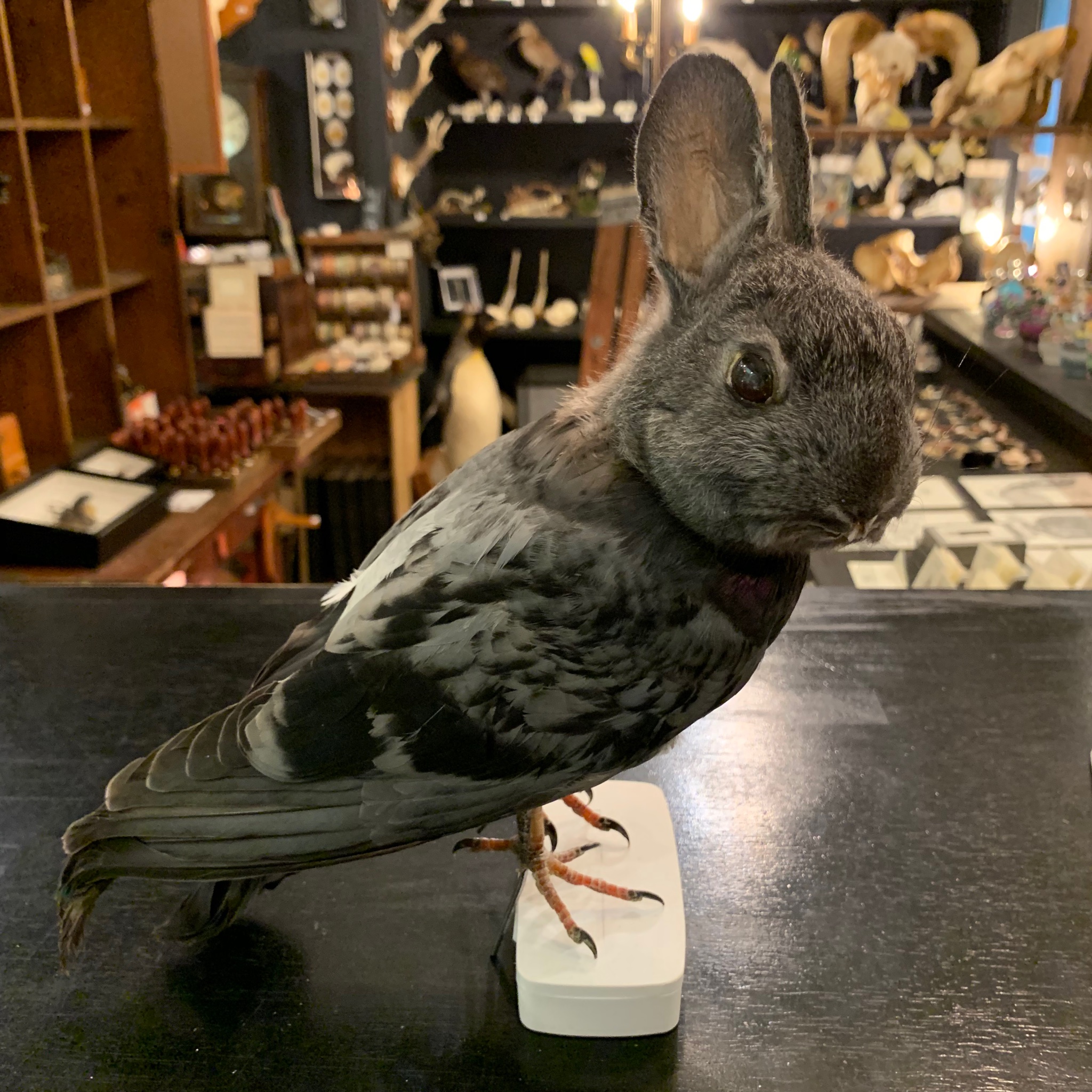 博物と古物の奇妙な雑貨店 シュレディンガーの猫 異世界cafeパブロフの犬 9t0eiuaktdbfioa あら お仕事忙しくなってきましたか 他にも奇妙な鳥が入荷予定ですよ ｗ Twitter