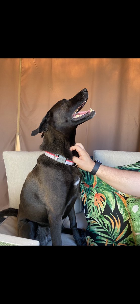 DogsFranklin's tweet photo. Molly loving her daily neck rubs! @boopmynose #labmix #pitmix #rescue #rescuedog https://t.co/YKQmzaDHtG