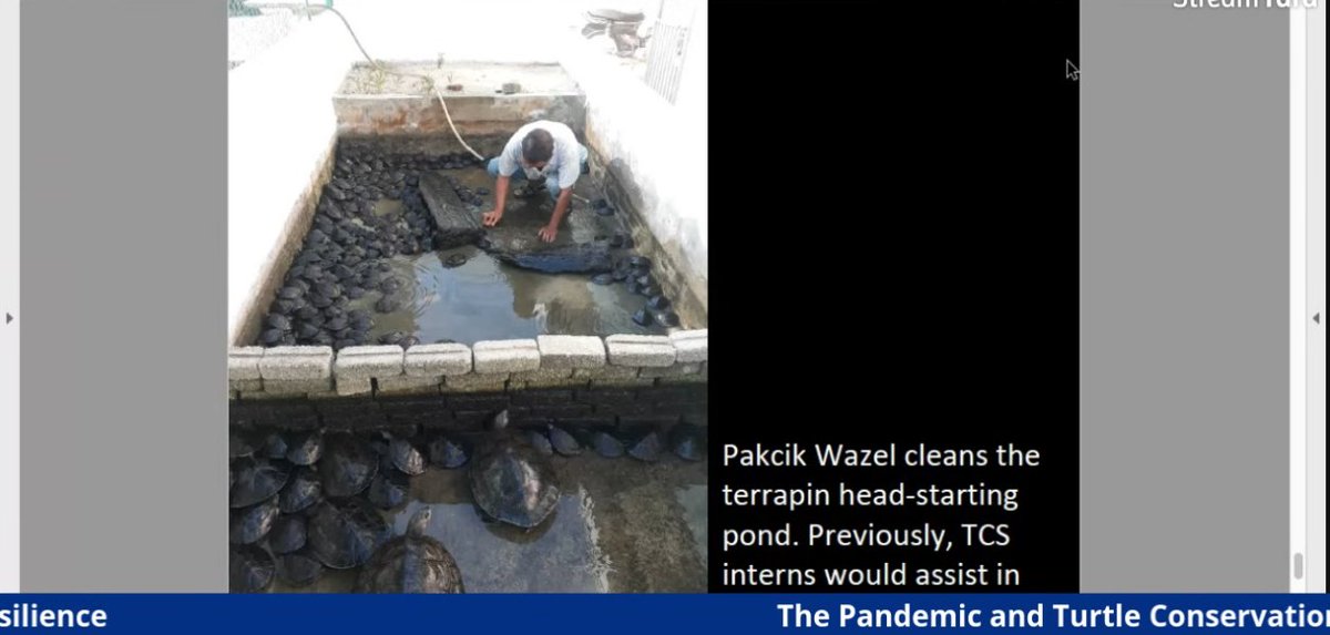 Pak Wazel has been a SUPERSTAR in caring for the wee  #turtles during the  #MCO. Important work indeed when movement has been restricted!