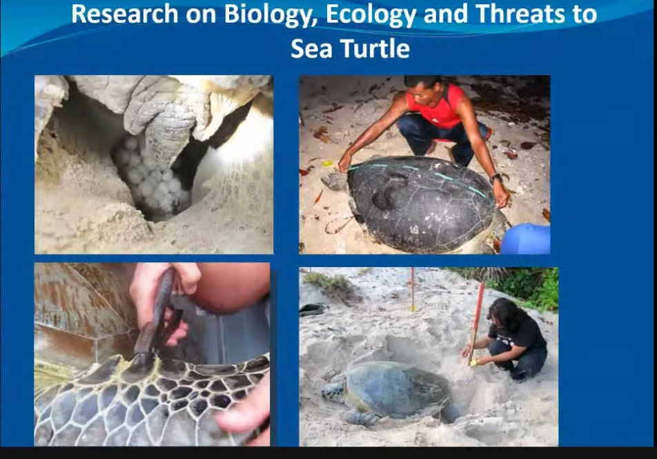 For the past several years, Juanita has been researching the biology, ecology, and threats to sea turtles.She's pleased to see that, over the years,  #Conservation of  #SeaTurtles in  #Malaysia has imporved!  #ConservationOptimism.