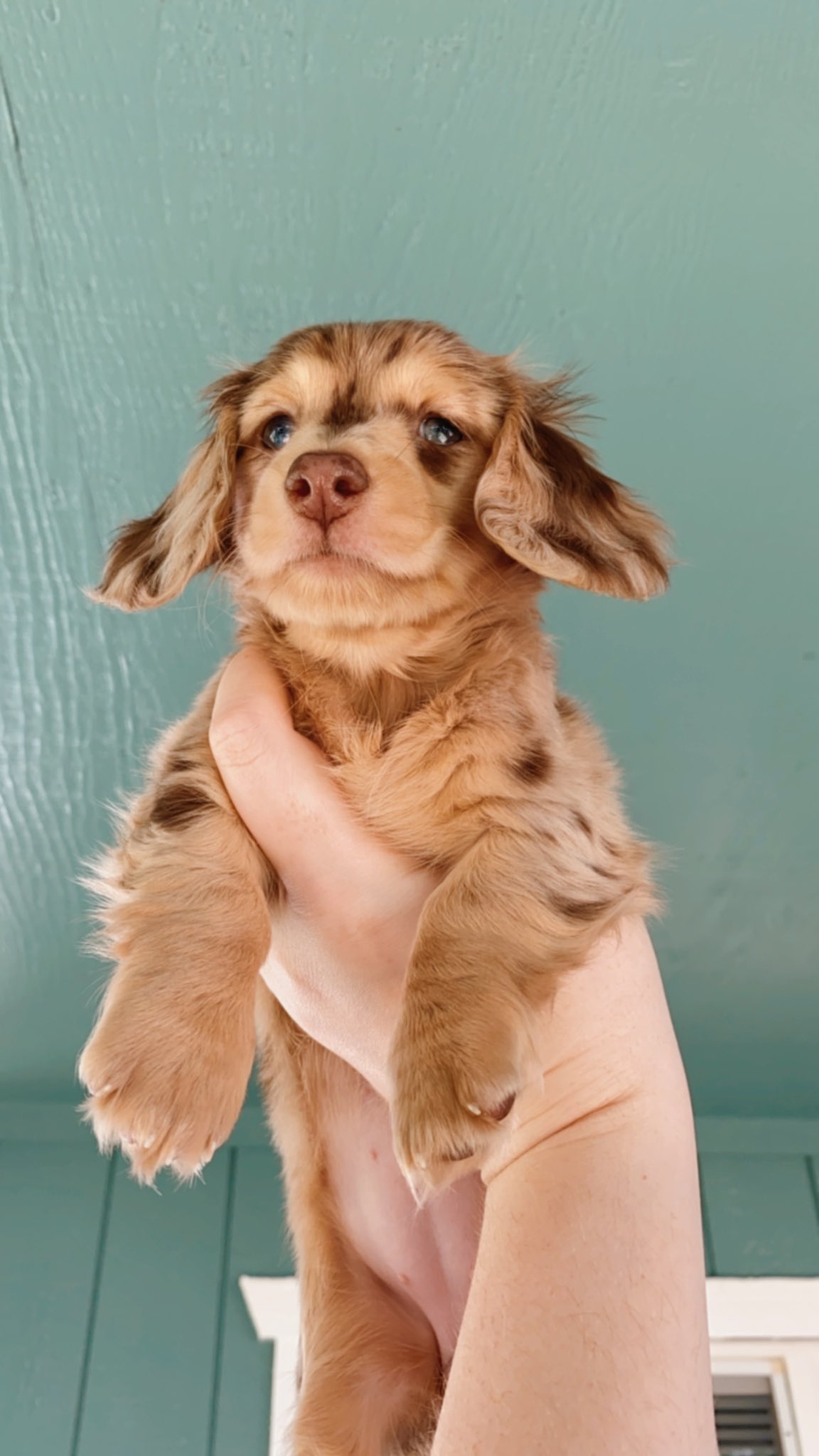 Honeydew the Dachshund (honeydewthedach) / Twitter