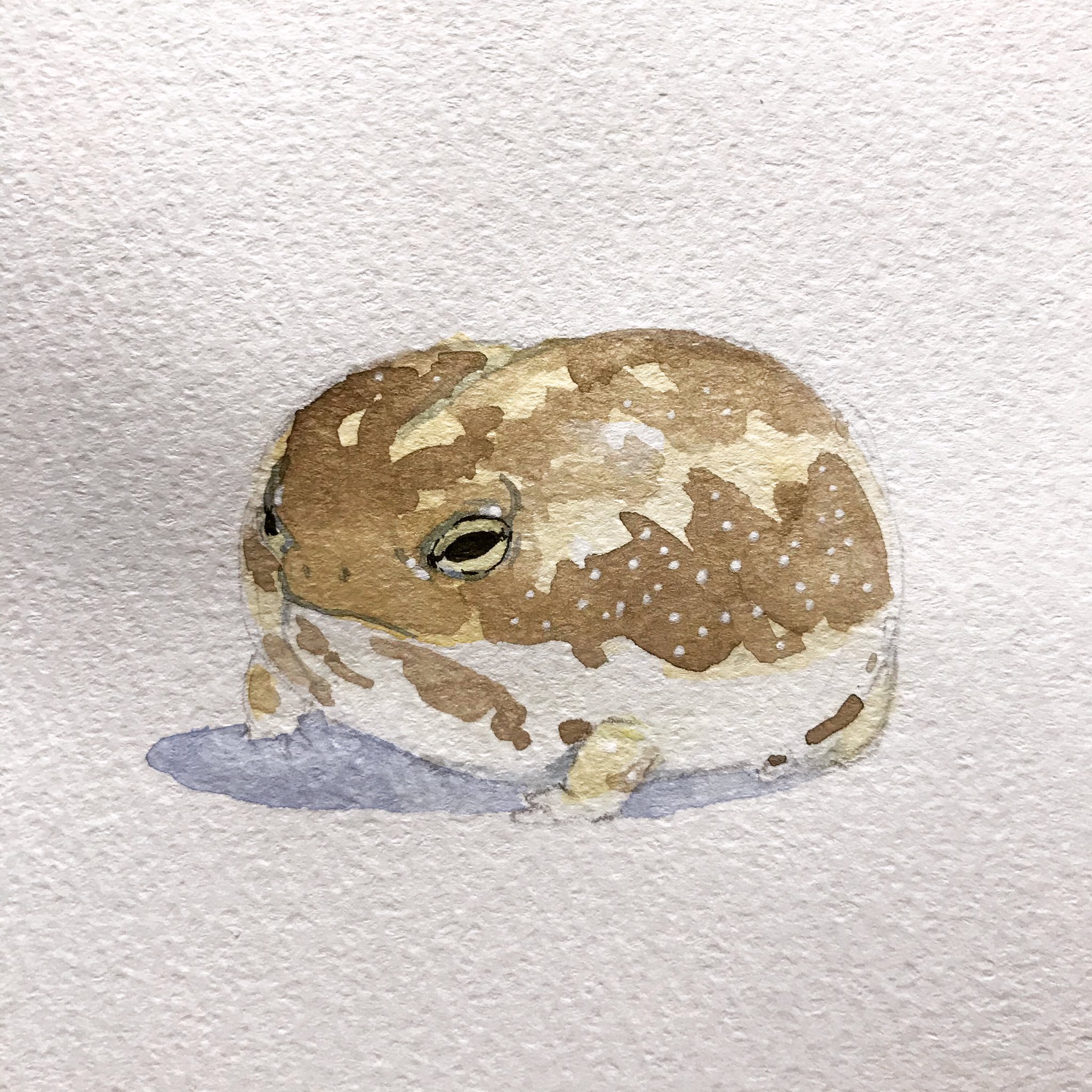 Twitter पर Manymanyhorses 何か不満があるようです 水彩画 透明水彩 Watercolor Sketch Sketchbook イラスト スケッチ Frog カエル アマガエル フクラガエル ふくらがえる アメフクラガエル カエルイラスト Commonrainfrog T Co Twitter पर Manymanyhorses 何か不満があるようです 水彩画 透明水彩 Watercolor Sketch Sketchbook イラスト スケッチ Frog カエル アマガエル フクラガエル ふくらがえる アメフクラガエル カエルイラスト Commonrainfrog T Co