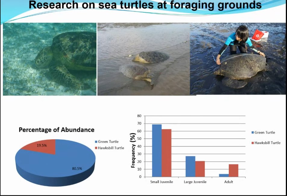 There's a shift to working on foraging populations of sea turtles in Malaysia because there has been little attention to this important life history stage of sea turtles.Dr. Juanita's expertise in genetics help to find which nesting beaches are contributing to foraging grounds.