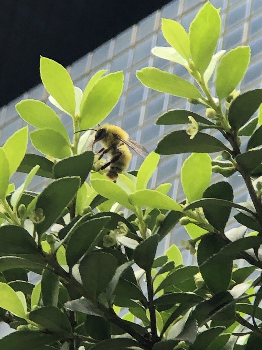 刺さない蜂 Twitter Search Twitter