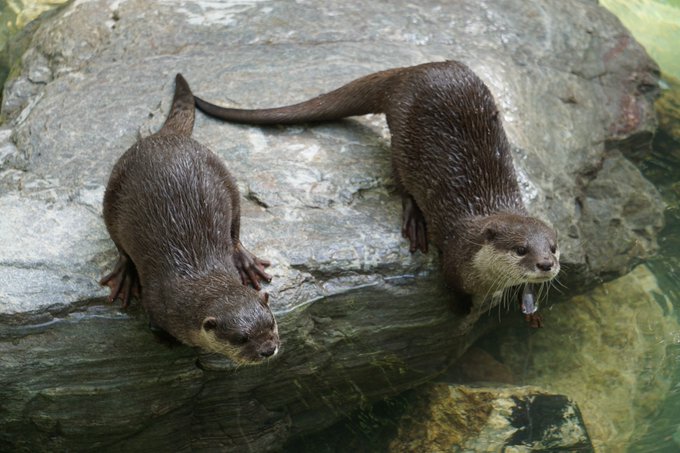 カワウソ の評価や評判 感想など みんなの反応を1時間ごとにまとめて紹介 ついラン