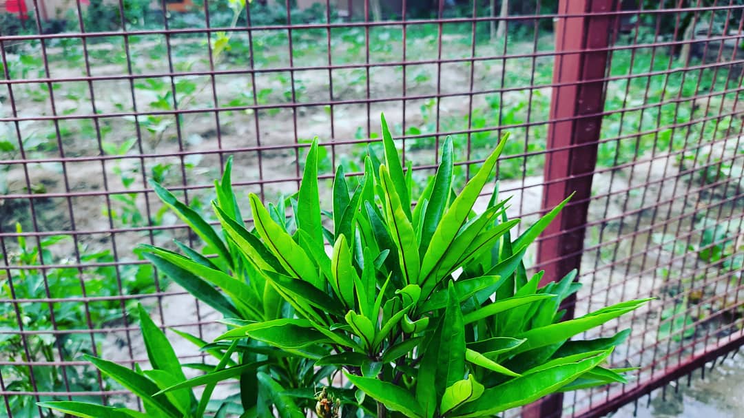 Chefgaganhumpal's tweet photo. Glimpse of My Garden...π₯¬π₯πΆπ§π
Will use for cooking
πͺπ½π₯’
@Chefgaganhumpal
#garden #homegarden #kitchengarden #growyourfood #organicgardening #organicfood #naturephotography #mangotree #guavatree #soil #beauty #chefgagandeephumpal #theghkitchen #home #farmtoplate #veggies https://t.co/6xE0RJt2fC