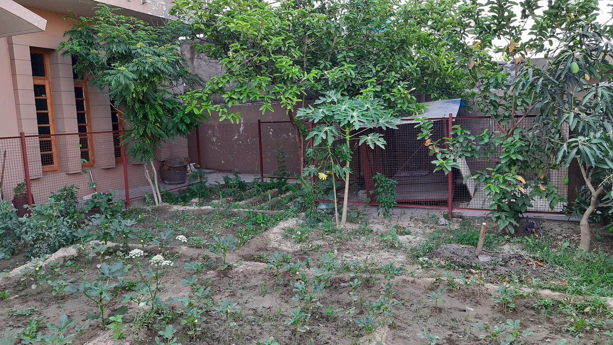 Chefgaganhumpal's tweet photo. Glimpse of My Garden...π₯¬π₯πΆπ§π
Will use for cooking
πͺπ½π₯’
@Chefgaganhumpal
#garden #homegarden #kitchengarden #growyourfood #organicgardening #organicfood #naturephotography #mangotree #guavatree #soil #beauty #chefgagandeephumpal #theghkitchen #home #farmtoplate #veggies https://t.co/6xE0RJt2fC