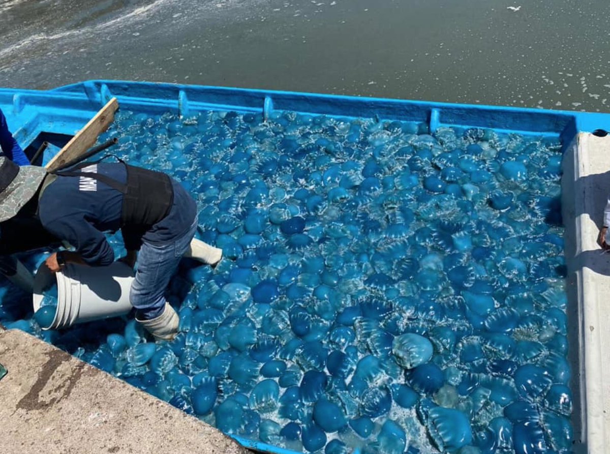 WOW! LITERAL BOATLOADS of jellyfish! Mexico's 2020 jellyfish fishing season has begun! This undescribed species of blue jelly is mostly shipped to Asia. & jellyfishing isn't just in Mexico: it's Georgia's 3rd LARGEST FISHERY [mini thread] #DailyJellyPics:  https://bit.ly/36vmLni 