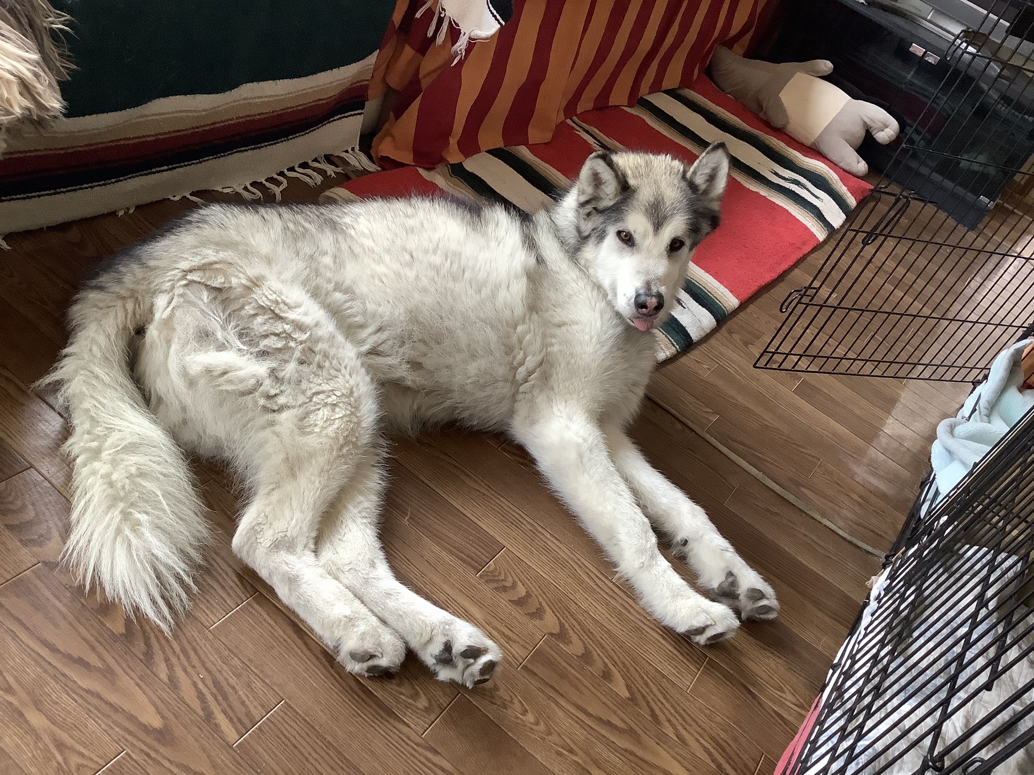 アラスカン マラミュート Twitter Search Twitter