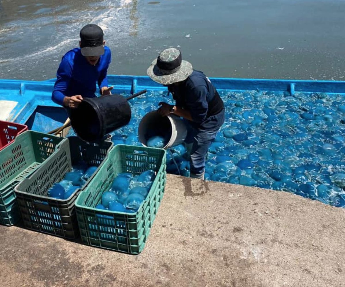 WOW! LITERAL BOATLOADS of jellyfish! Mexico's 2020 jellyfish fishing season has begun! This undescribed species of blue jelly is mostly shipped to Asia. & jellyfishing isn't just in Mexico: it's Georgia's 3rd LARGEST FISHERY [mini thread] #DailyJellyPics:  https://bit.ly/36vmLni 