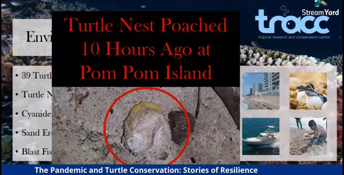 A horrible reality in paradise. Just 10 hours ago, a nest has been poached.Indeed a very difficult and demoralizing thing to face in sea turtle conservation :(