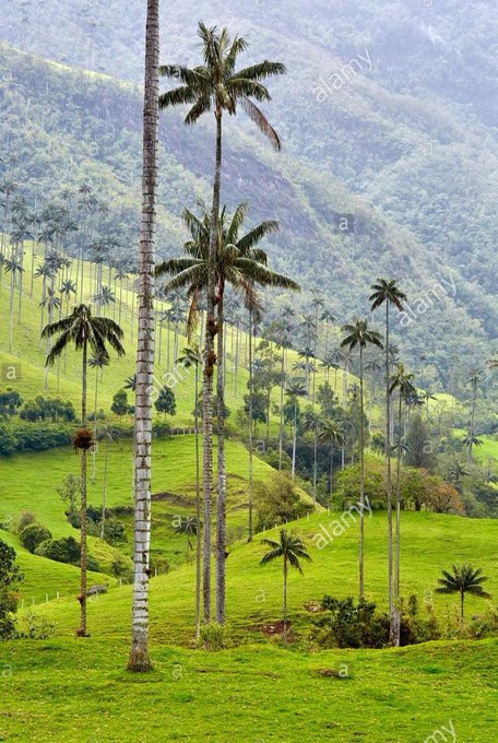AlexVonH1769's tweet photo. El lugar con el mayor número de esta especie se encuentra
en el #ValleDeLasPalmas #Tochecito.
Que hermoso Paisaje tiene el #Quindio. https://t.co/Fsu2wOwhlW