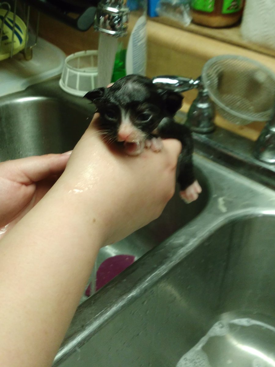 sinistralidoci1's tweet image. Baphy, indignant at the inhumanity of it all (but now fuzzy and flea free)