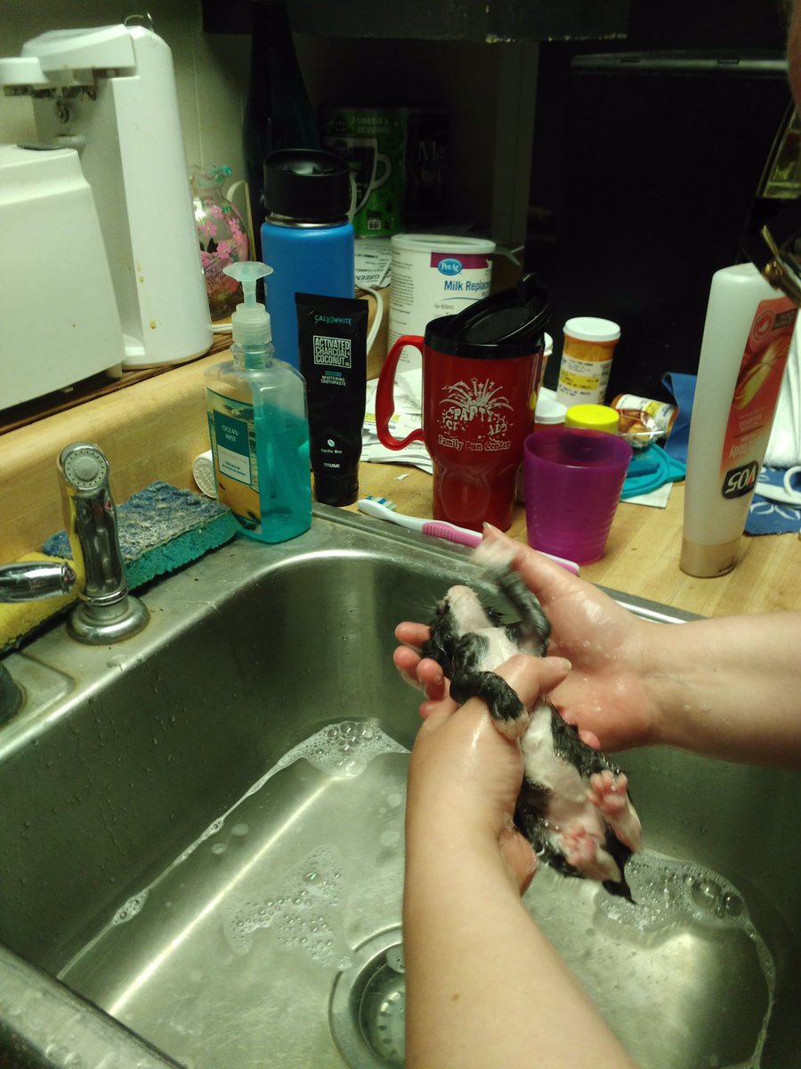 sinistralidoci1's tweet image. Baphy, indignant at the inhumanity of it all (but now fuzzy and flea free)