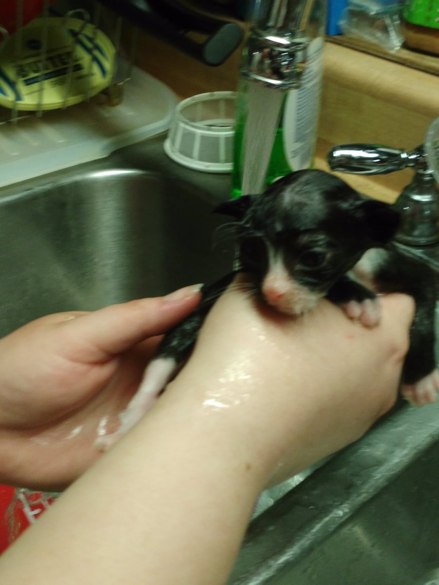 sinistralidoci1's tweet image. Baphy, indignant at the inhumanity of it all (but now fuzzy and flea free)