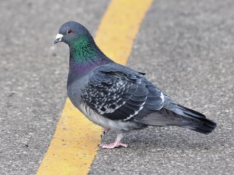 Pigeon (it's a pigeon)