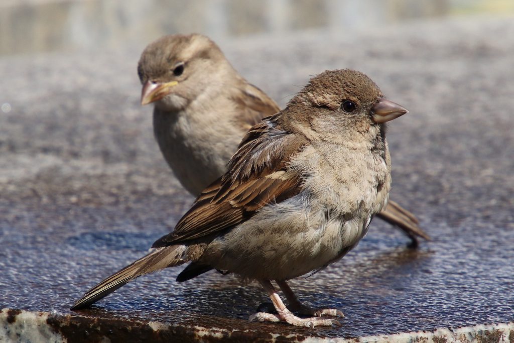 Sparrow (if it's brown/tan and smaller than a sandwich, assume sparrow)