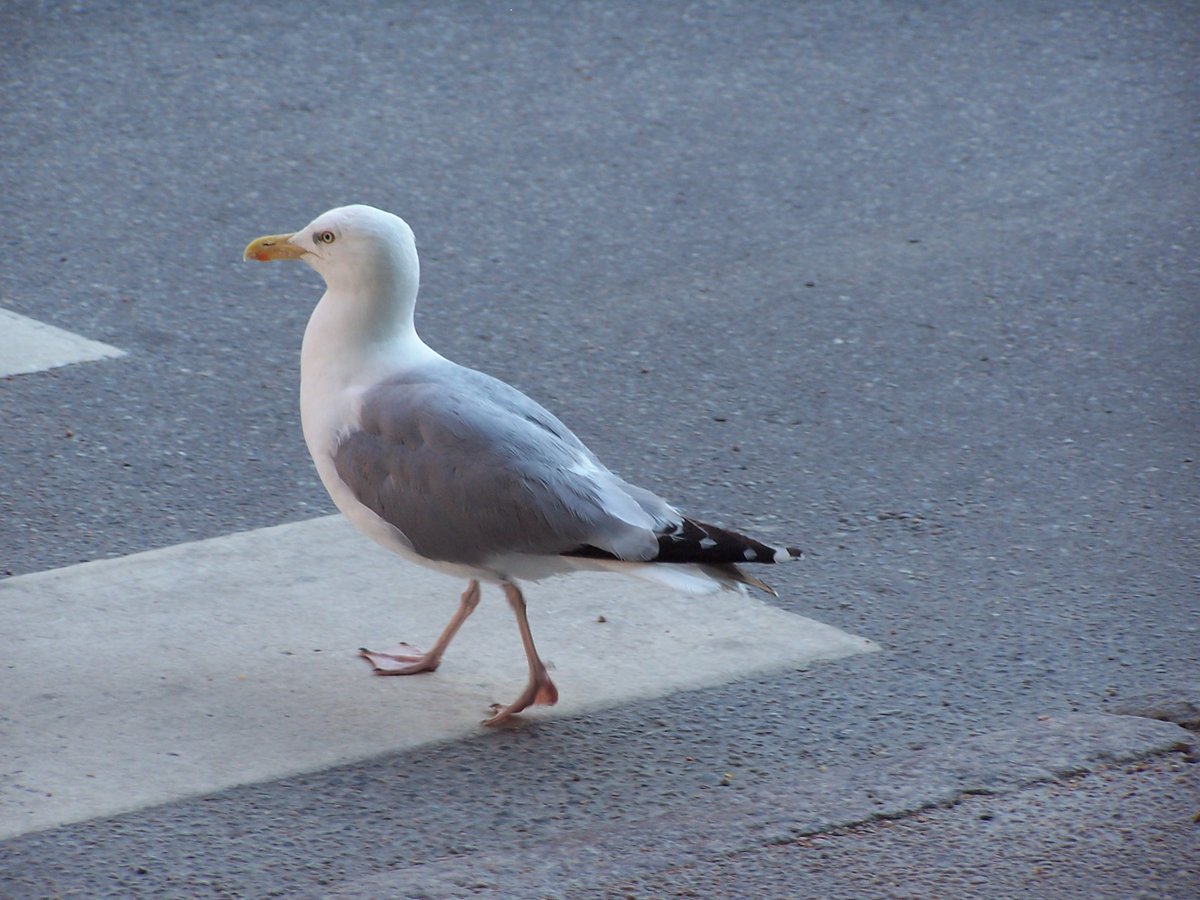 Seagull (bigger than a pigeon, how much bigger depends on your location.)