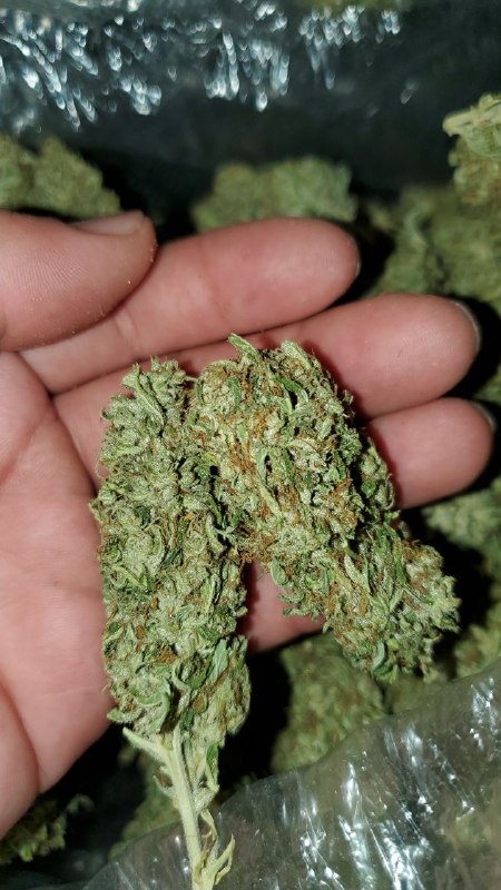 CannabisProduc3's tweet photo. Text/call..+1(562)448-2396
Snap... Fcarts2
#cannabisgirl #cannabiscup #cannabisphotography
#marijuanagram #marijuanaphotography #marijuanaphotosubmission #weedmemes #maryjane420 #weededibles #dabbing #weedbabes #ganjagirl #weedshop https://t.co/R6ZZJk4p06