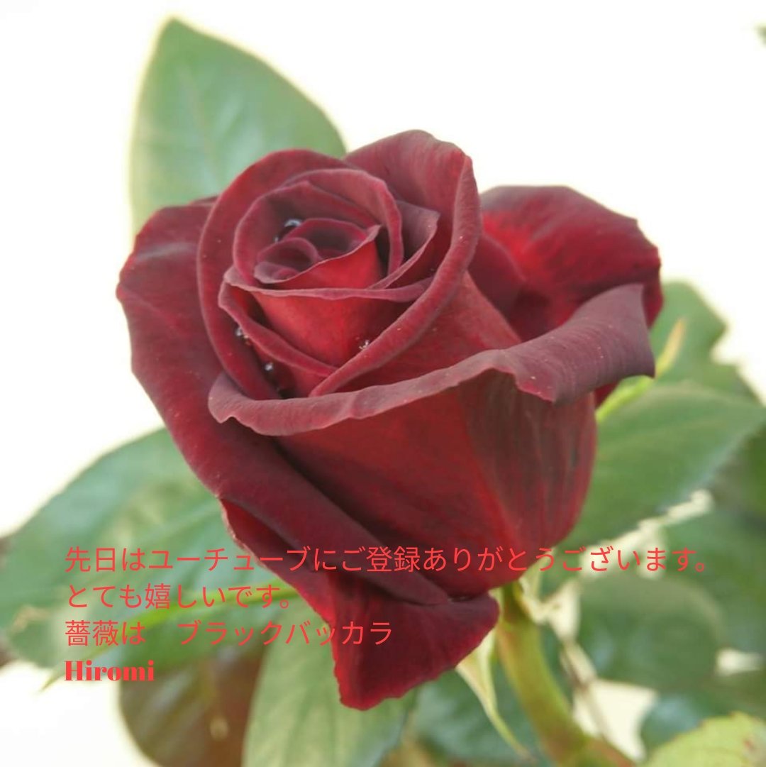 小國 裕美 Hiromi Oguni おはようございます 薔薇 ユーチューブ