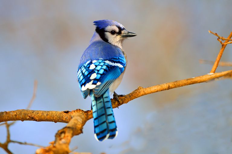 A blue blur you seen in the park: (Bluejay. Loud, smaller than a pigeon.)