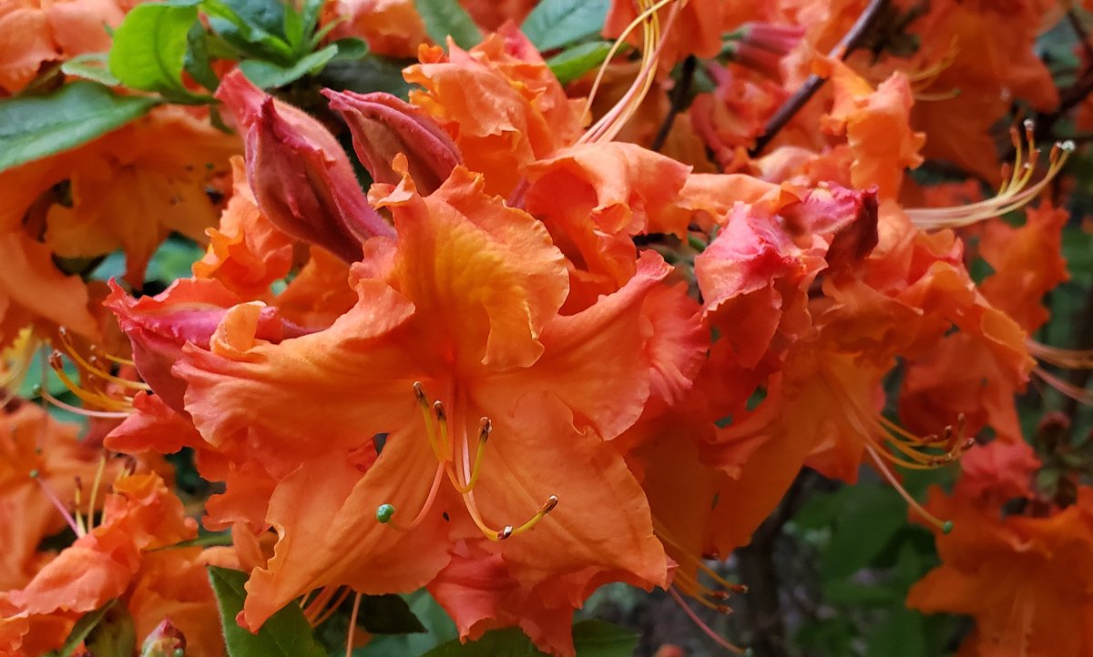 GardenOpus's tweet image. 🔥ON FIRE! Deciduous Rhododendron (Exbury Azalea) 'Gibraltar' (de Rothschild, 1947;🏆ARS Rhododendron of the Year, 2007) really carries in evening light. My collection of deciduous Rhodies had to be rebuilt after the 2012 Derecho, many were smashed by falling trees.😱 Ericaceae