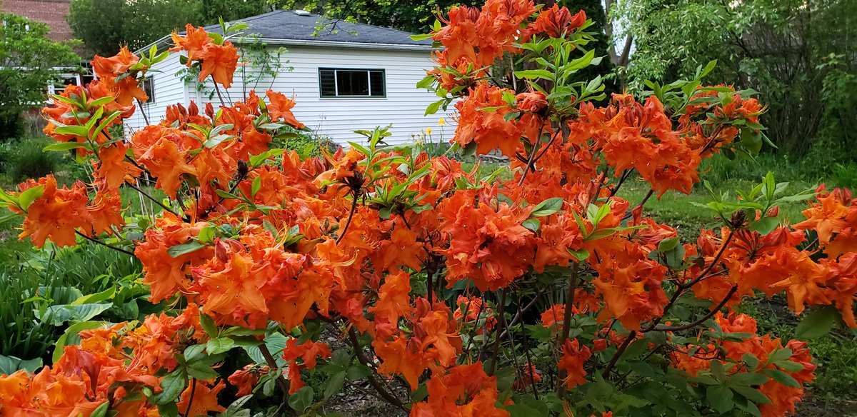 GardenOpus's tweet image. 🔥ON FIRE! Deciduous Rhododendron (Exbury Azalea) 'Gibraltar' (de Rothschild, 1947;🏆ARS Rhododendron of the Year, 2007) really carries in evening light. My collection of deciduous Rhodies had to be rebuilt after the 2012 Derecho, many were smashed by falling trees.😱 Ericaceae