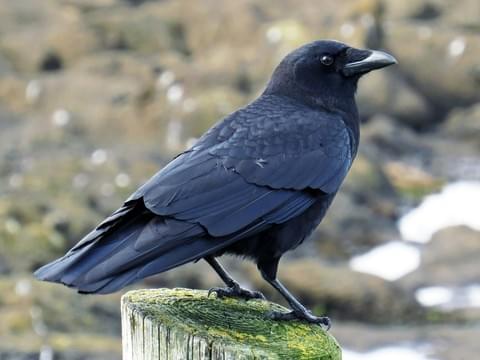 A big black bird: (Crow, bigger than a pigeon. They were rare on the east coast after West Nile virus but they are coming back!!)