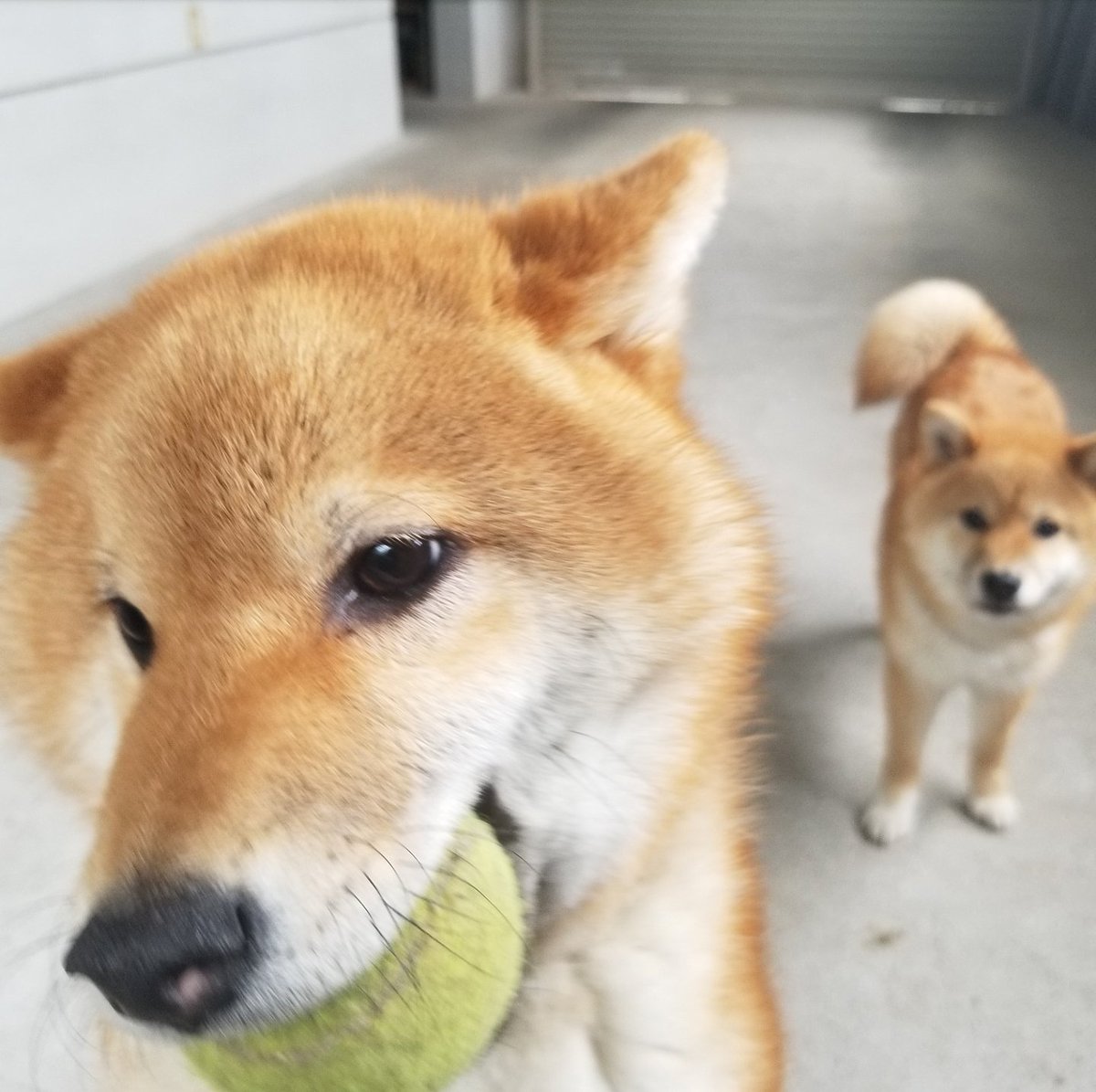柴犬たま あと トロとウニは嬉しい時はお気に入りのおもちゃを咥えてヒコーキ耳でしっぽブンブン この喜び方はミケママと一緒なんだよね 柴犬コイ 柴犬トロ 柴犬ウニ T Co Pxbvp3axl0