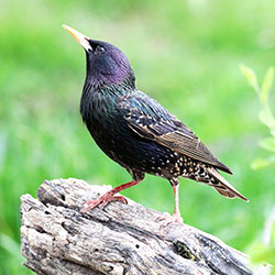 Here& #39;s Bird 7.