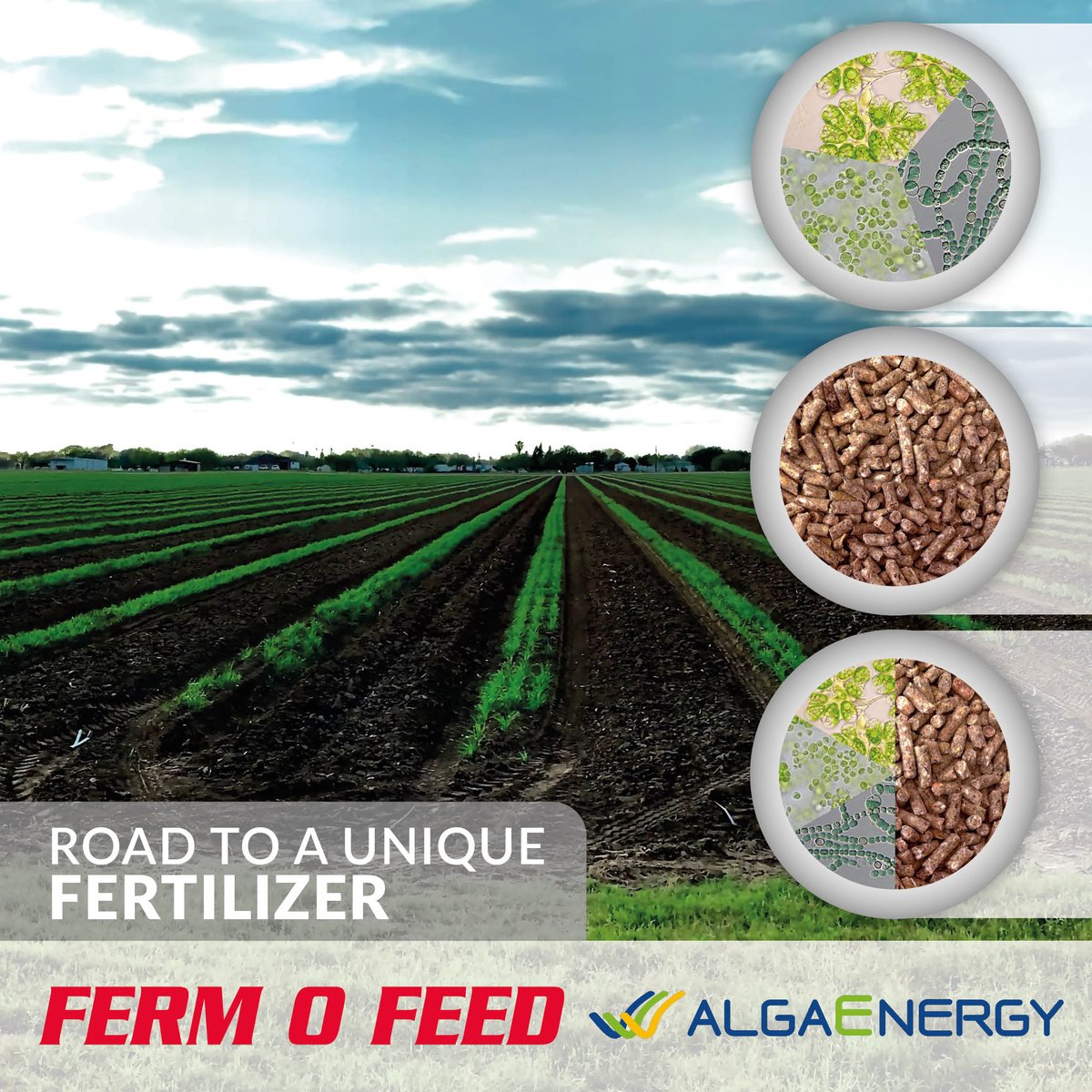 fermofeed's tweet photo. 𝐑𝐨𝐚𝐝 𝐭𝐨 𝐚 𝐮𝐧𝐢𝐪𝐮𝐞 𝐇𝐲𝐛𝐫𝐢𝐝 𝐅𝐞𝐫𝐭𝐢𝐥𝐢𝐳𝐞𝐫! 🌏 🌱

In collaboration with @AlgaEnergy, we have created a special organic fertilizer. It is an unusual combination of bio-stimulation and ...  👉 read more: https://t.co/SeF8BVfJ9V 

#organicmatters #fertilizers https://t.co/dINfHjZRud