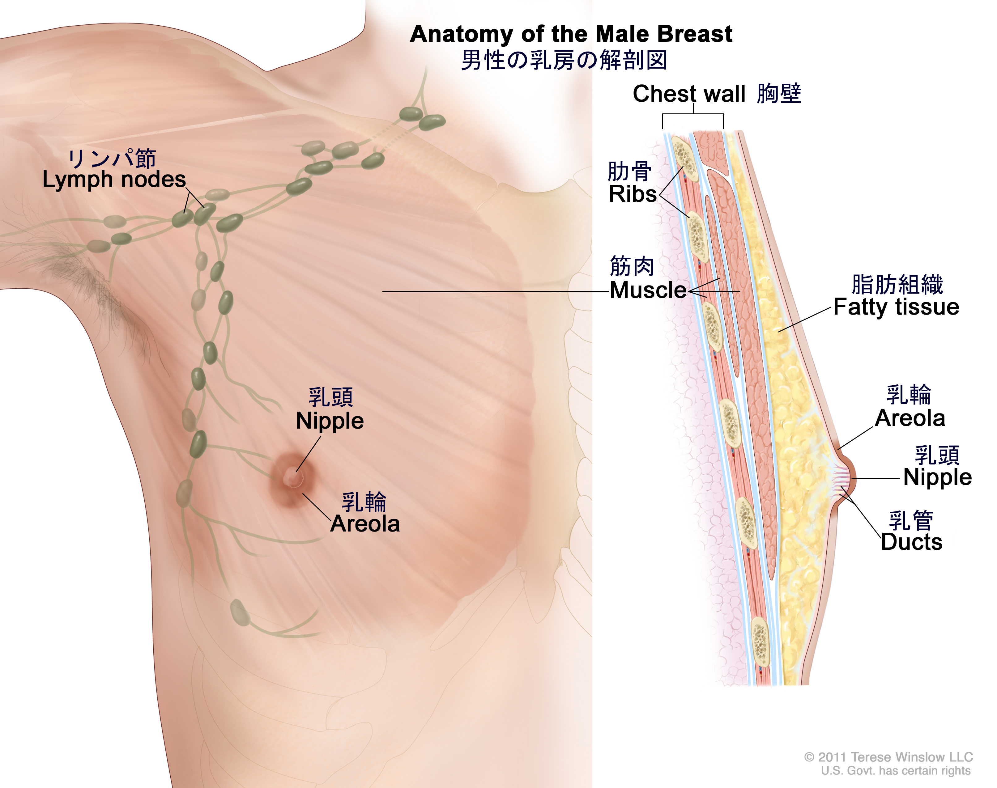 明楽 めいら 性感開発 アドバイザー Tren Twitter 男性と女性の乳房解剖図置いときますね 女性はエストロゲンとプロゲステロンのおかげで乳房と乳腺が発達しますが 男もホルモンがないだけで機能は一緒なんですよ もうその乳首 女の子だね Https T Co