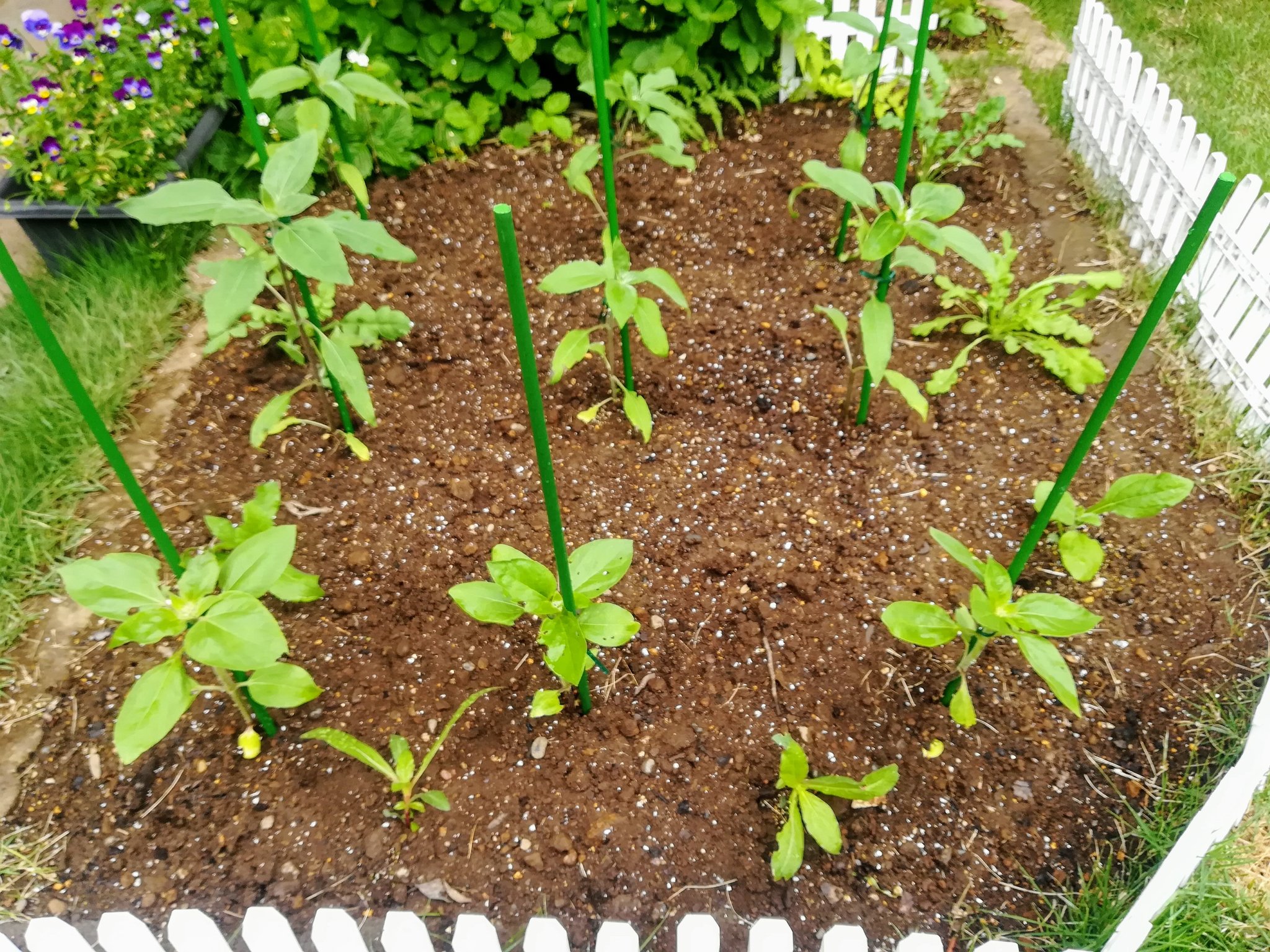 M Itou ガーデニング 花壇ひまわり 支柱立てました T Co Sazkuyhwux Twitter