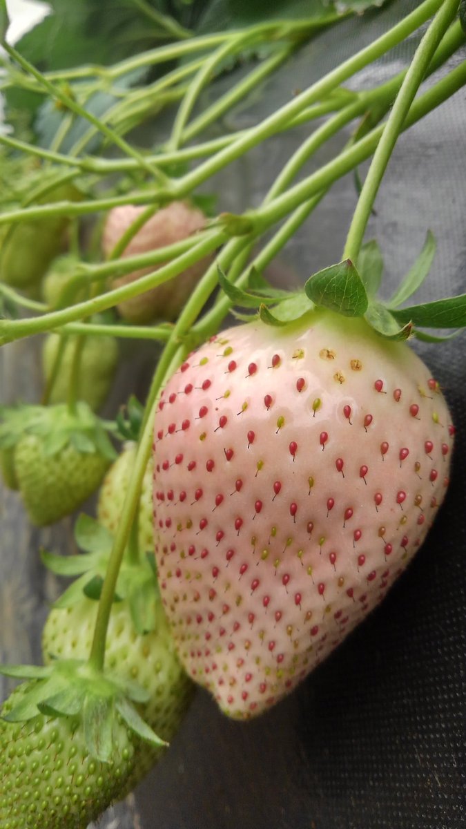 村上いちご農園 (@murakami_15f) / Posts / X