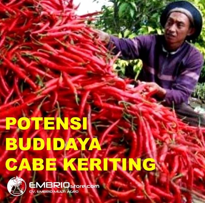 embriomultiagro's tweet photo. Dahsyat! Potensi Budidaya Cabe Keriting. Baca di: https://t.co/y95WebTDOU #embriostore #jualbibitcabe #jualbibitcabai #konsultanpertanian #benihcabe #benihcabai #tokopertanian #bibitonline #embriomultiagro #webpertanian #bibitkelapakopyor #cappanahmerah https://t.co/CN5Z5f7q93