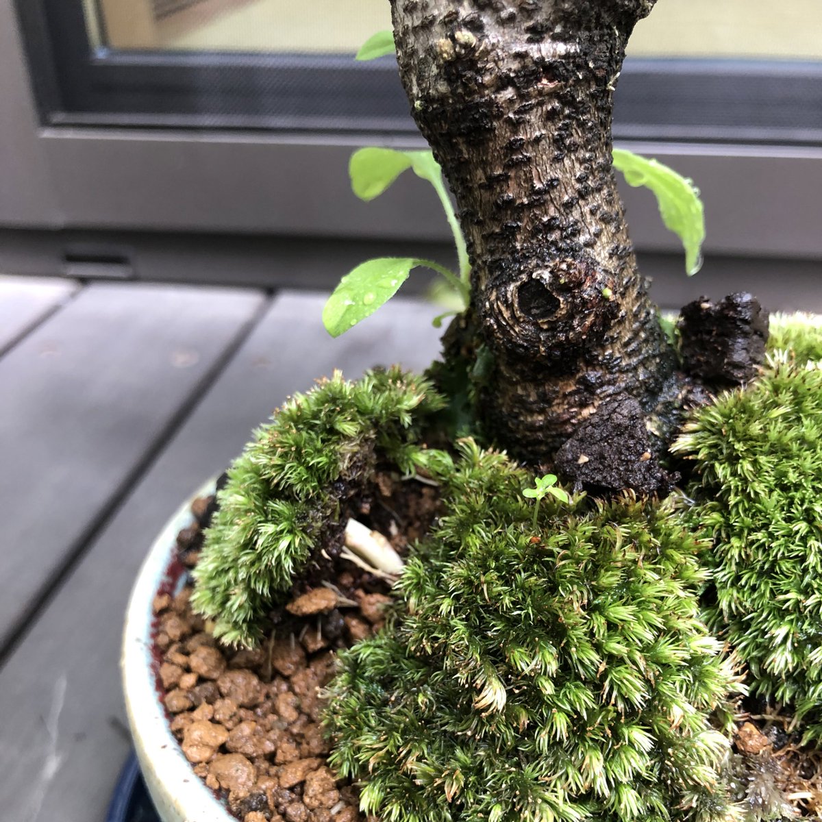 はるな 藤の根っこが苔を持ち上げてる どうしよう放置してて大丈夫なのかな 藤盆栽 盆栽