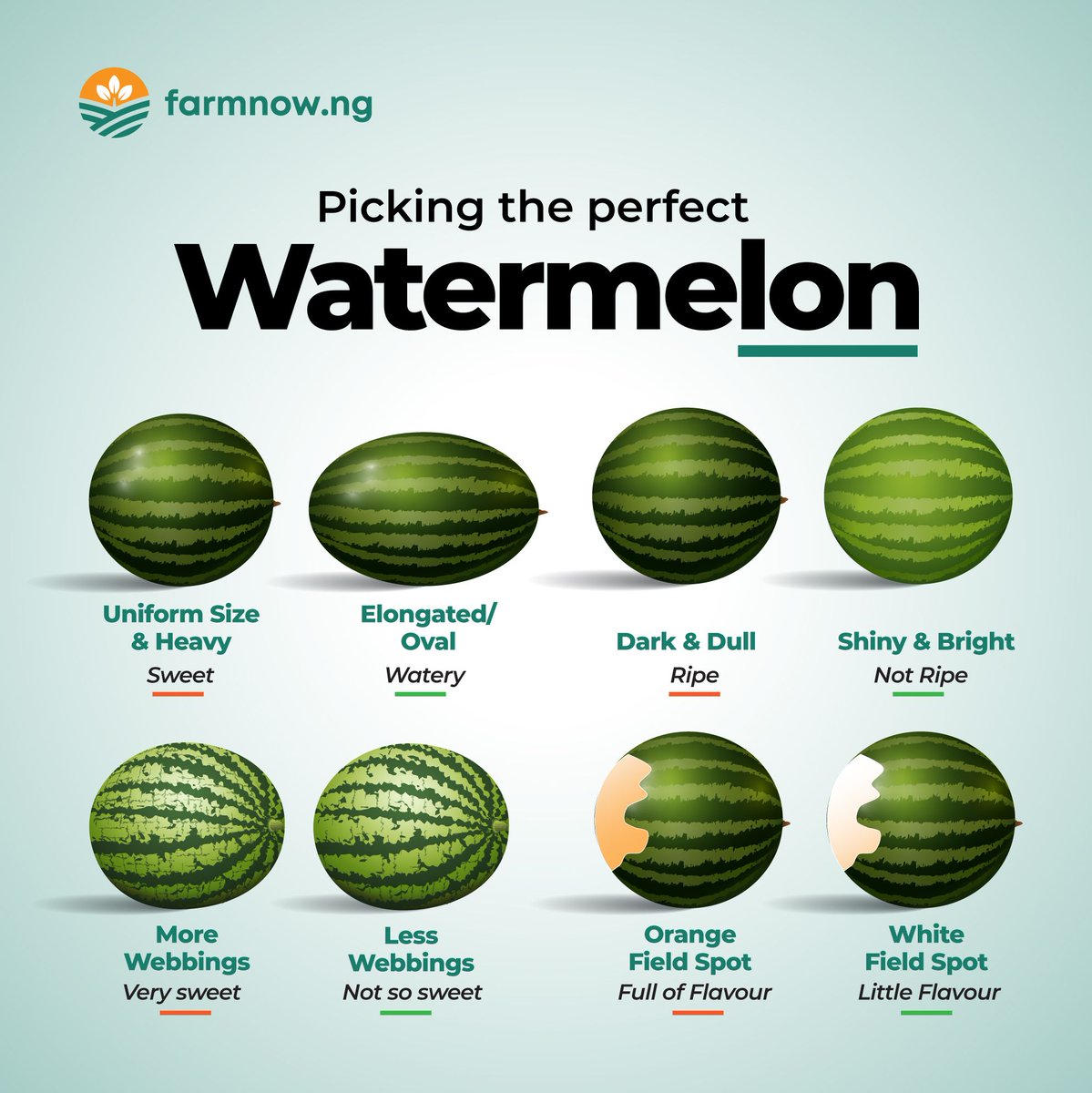 FarmnowNG's tweet photo. Shopping for watermelon? Here's how to pick the perfect one.

You're welcome 😉 

#Farmnow #Watermelon #Agriculture https://t.co/kpjKcu6ydt