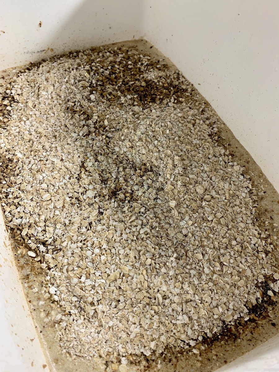 PachaBeer's tweet image. Edición especial!!! Red Ale “Lileta 66 ❤️🌹” (BJCP-2015-15A-GI-E), DO:1051, IBUs:28, SRM: 12, BU:GU: 0,52. Single hop con Perle 🇩🇪!!!