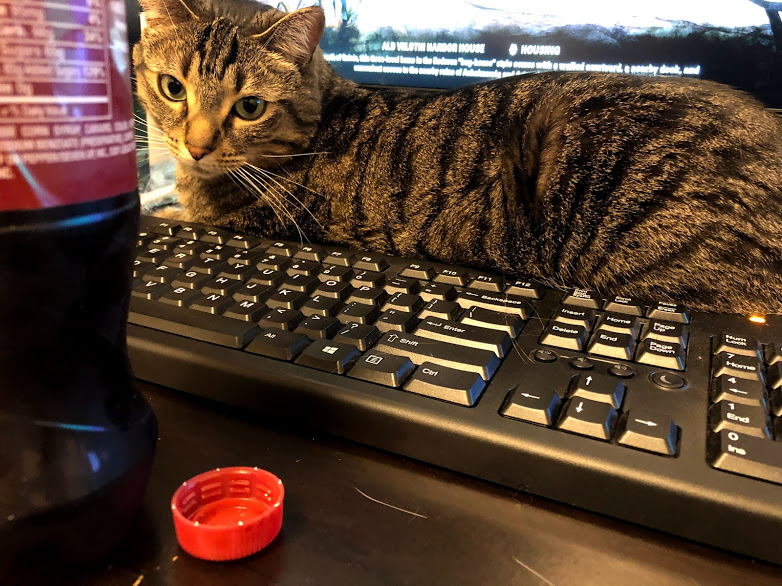 briarbyhart's tweet photo. Capaldi's generally a Daddy's boy, but here's a couple of him being sweet with me.... Well, in the second pic he mostly wants that bottle cap... hahaha. #catsoftwitter #Capaldi #MrCapaldi https://t.co/2328RIMujQ