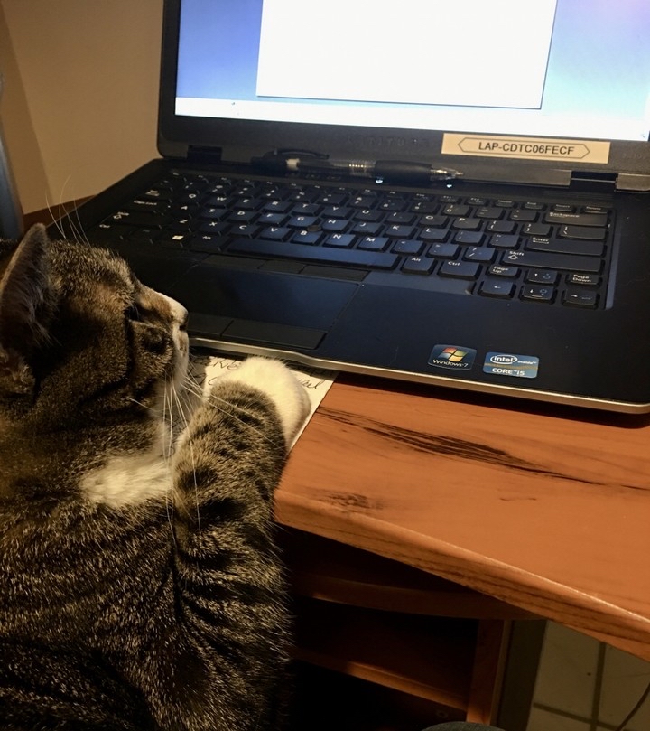 Cats Exclusive tweet media